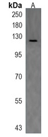 Anti-stil Antibody