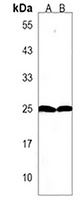 Anti-lin28a Antibody