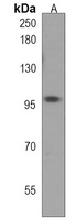 Anti-atg9a Antibody