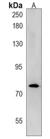 Anti-mtm1 Antibody