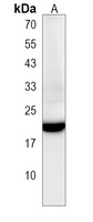 Anti-tmem208 Antibody