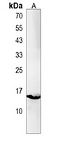 Anti-cisd2 Antibody