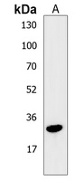 Anti-atg5 Antibody