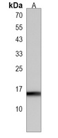 Anti-map1lc3a Antibody