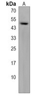 Anti-AAGAB Antibody