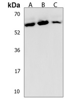 Anti-DYNC1LI2 Antibody