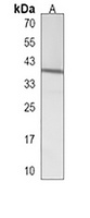 Anti-NIPAL2 Antibody