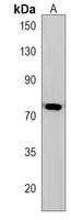 Anti-GGNBP2 Antibody