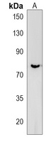 Anti-CLASRP Antibody