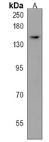 Anti-FAN1 Antibody