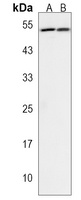 Anti-HAUS4 Antibody