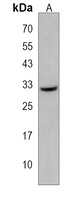 Anti-EMC10 Antibody