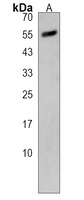 Anti-FAAH2 Antibody