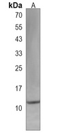 Anti-IFT20 Antibody