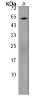 Anti-BTNL8 Antibody