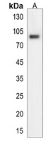 Anti-ATHL1 Antibody