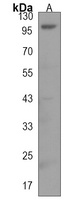 Anti-EFR3A Antibody