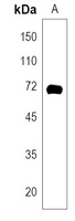 Anti-WDTC1 Antibody