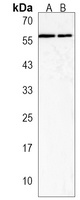 Anti-MICALL2 Antibody