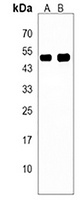 Anti-ISLR Antibody