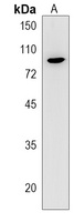 Anti-MISP Antibody