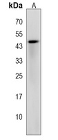 Anti-RMND5B Antibody