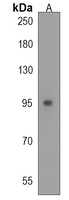 Anti-Semaphorin 6A Antibody