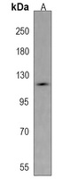 Anti-Semaphorin 5A Antibody