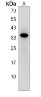 Anti-SULT4A1 Antibody