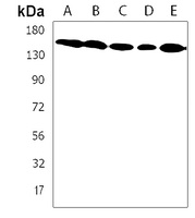 Anti-TNIK Antibody