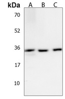 Anti-OR6C3 Antibody