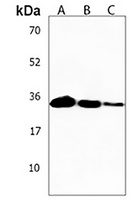 Anti-OR2AE1 Antibody