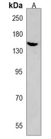 Anti-SEC24B Antibody