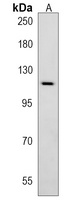 Anti-ATP1A4 Antibody