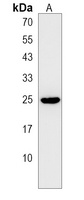 Anti-MIF4GD Antibody