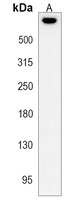 Anti-SYNE2 Antibody