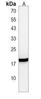 Anti-IL-23 alpha Antibody