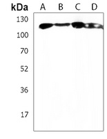 Anti-INTS3 Antibody