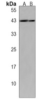 Anti-LIAS Antibody