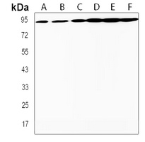 Anti-TAF4 Antibody