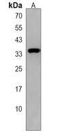 Anti-TAS2R50 Antibody