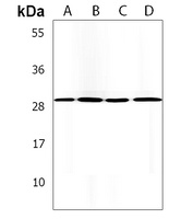 Anti-COPS7B Antibody