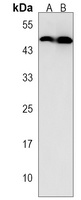 Anti-ACP6 Antibody