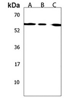 Anti-CCT8L2 Antibody