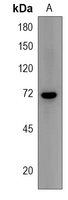 Anti-PRAM1 Antibody