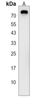 Anti-PGLYRP2 Antibody