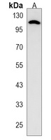 Anti-PDE2A Antibody