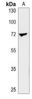 Anti-L3MBTL4 Antibody