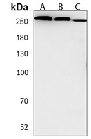 Anti-PCNXL2 Antibody