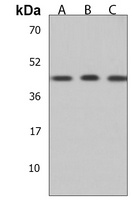 Anti-SAPCD2 Antibody